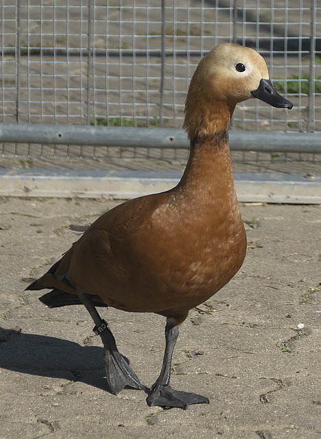 车文涵与蔡